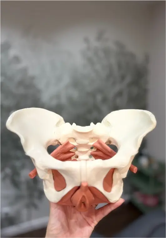 Fizjoterapia uroginekologiczna — dno miednicy, Recovery Clinic Rumia